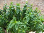 mint_herbs_herbal_plant_231582